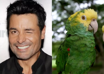 A través de redes sociales se está viralizando el video de un loro que le pidió a Siri que ponga una canción de Chayanne.