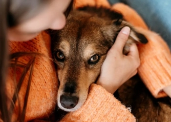 A pesar de que se puede pensar que por tener pelaje los animales no sufren el frío, en el invierno hay que extremar cuidados.